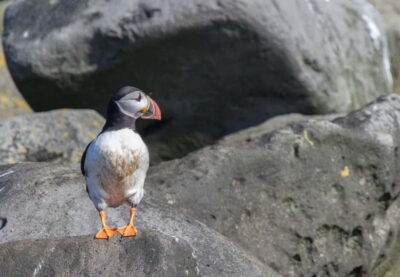 Reykjavik: Whales and Puffins Express Cruise Combo Tour