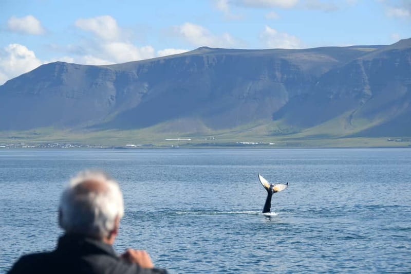 Reykjavik: Whales and Puffins Express Cruise Combo Tour - What you might actually see