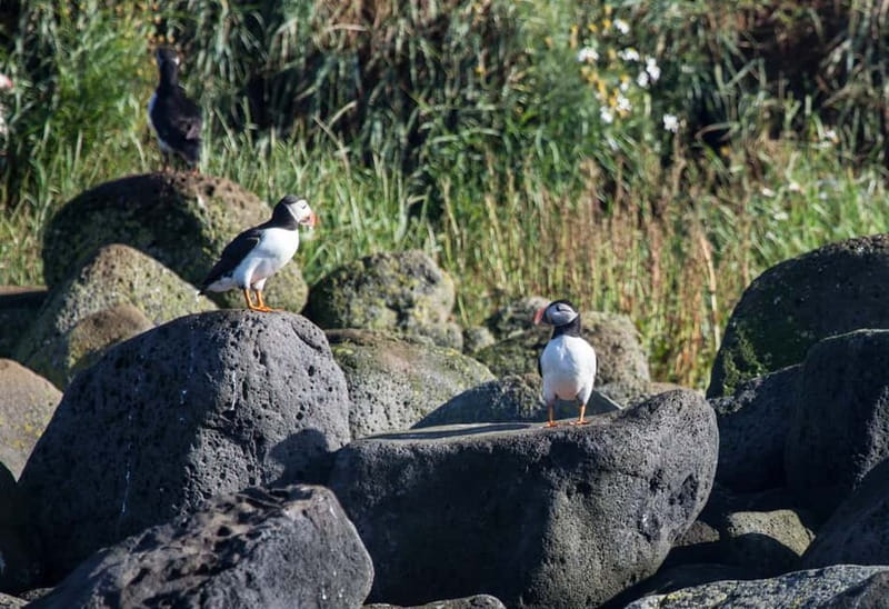 Reykjavik: Whales and Puffins Express Cruise Combo Tour - Warm clothing helps, even in summer