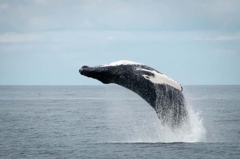 Reykjavik: Whales and Puffins Express Cruise Combo Tour - Guides are a major part of the value