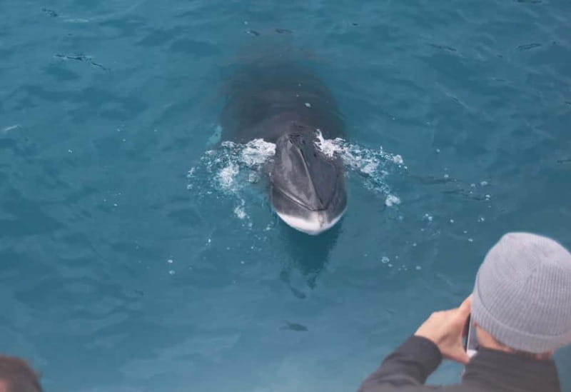 Reykjavik: Whales and Puffins Express Cruise Combo Tour - Is $153 a fair price?