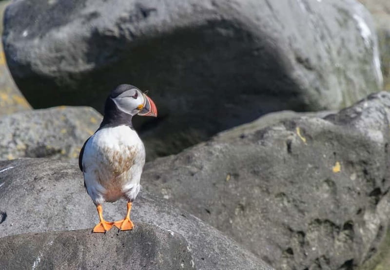 Reykjavik: Whales and Puffins Express Cruise Combo Tour - Puffin Express on Old Skuli