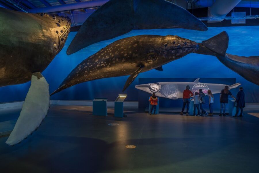 Reykjavik: Whales of Iceland Museum Entrance Ticket - Practical tips for a better visit