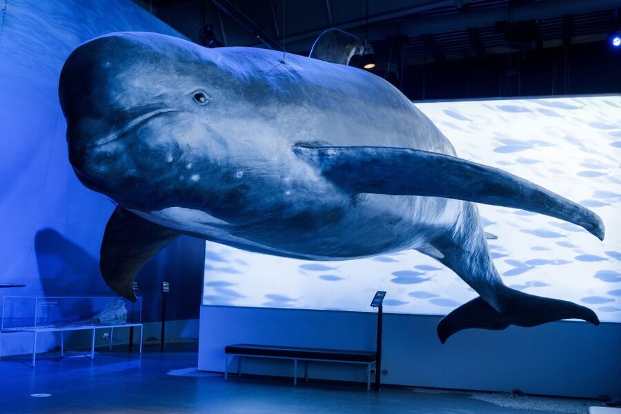Reykjavik: Whales of Iceland Museum Entrance Ticket - Why the life-size whales matter