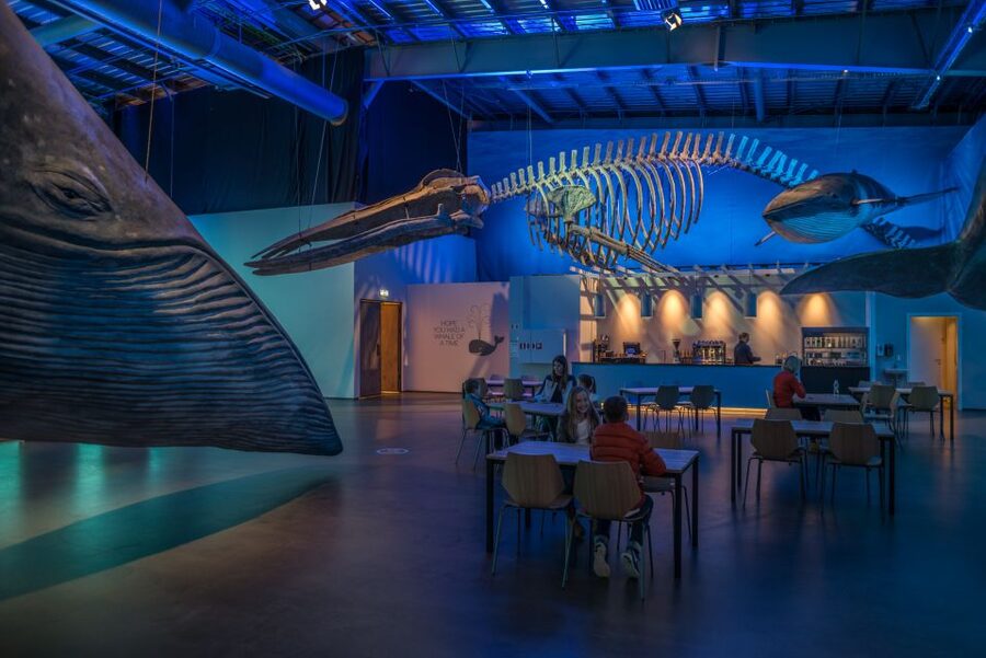 Reykjavik: Whales of Iceland Museum Entrance Ticket - How long to stay and how to use the ticket