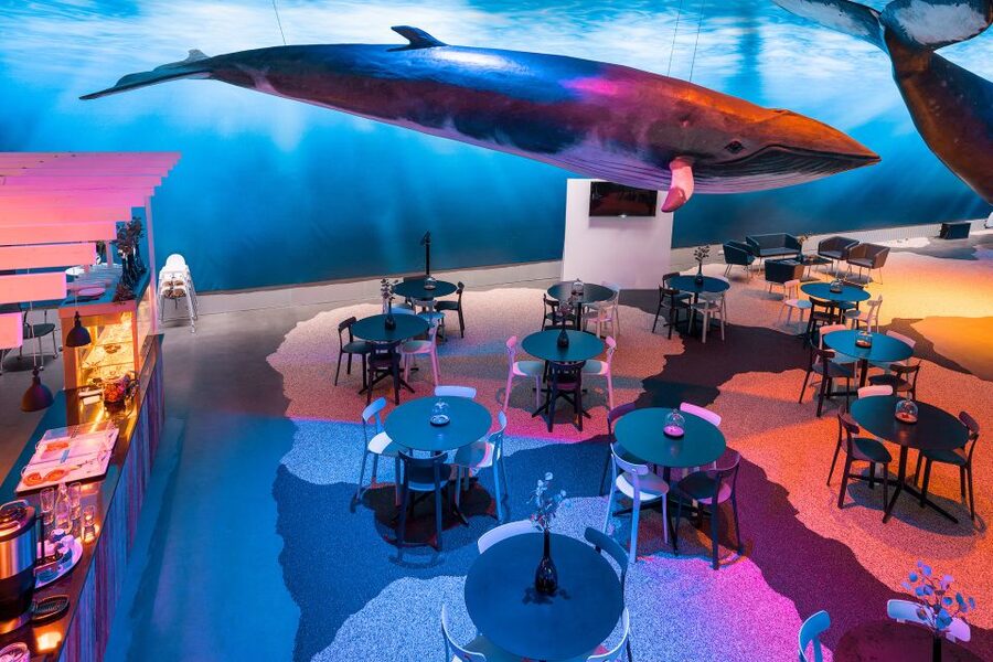 Reykjavik: Whales of Iceland Museum Entrance Ticket - Is $34 a fair price?