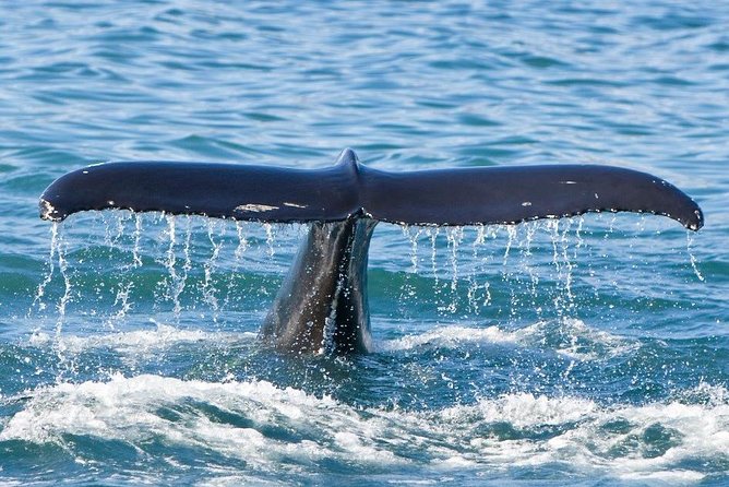 Reykjavik Whales & White Water Rafting Adventure - What the $250 price really covers