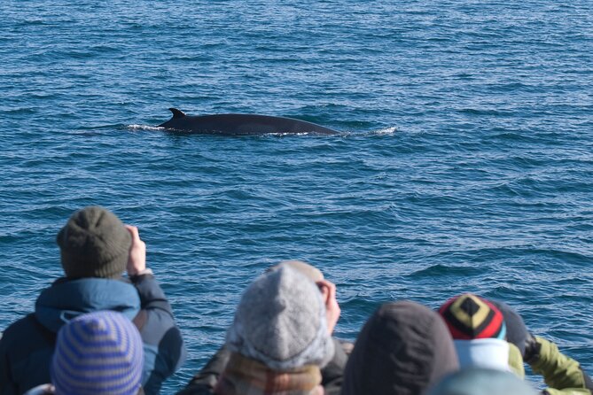 Reykjavik Whales & White Water Rafting Adventure - Weather, clothing, and cancellation details