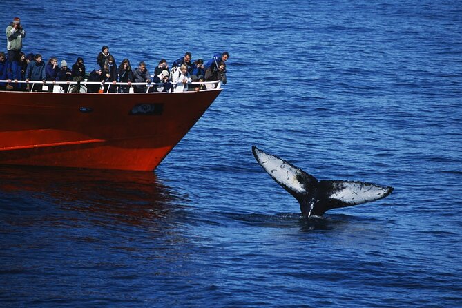 Reykjavik Whales & White Water Rafting Adventure - 9:00 am pickup and the run to Reykjavík’s Old Harbour