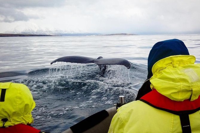RIB boat express: Whales, Eyjafjord and Akureyri - Humpbacks, Minke Whales, and Dolphin Encounters