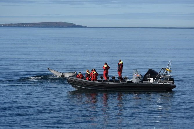 RIB boat express: Whales, Eyjafjord and Akureyri - Why the Two-Hour Length Works