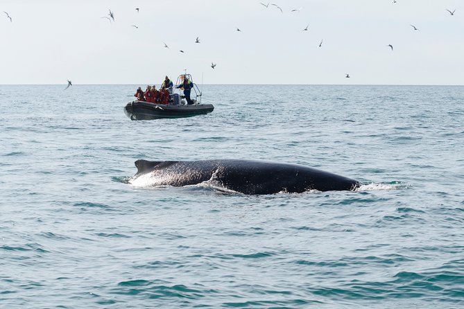 RIB boat express: Whales, Eyjafjord and Akureyri - What the $192.66 Price Buys You