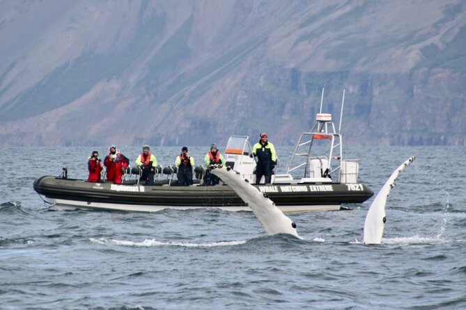RIB boat express: Whales, Eyjafjord and Akureyri - Weather, Cancellations, and the Practical Catch