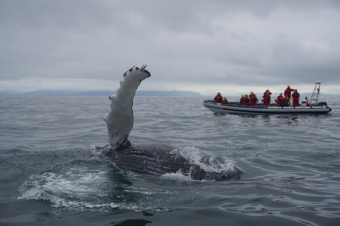 RIB Whale Watching Small-Group Boat Tour from Reykjavik - One hour and 30 minutes searching for whales