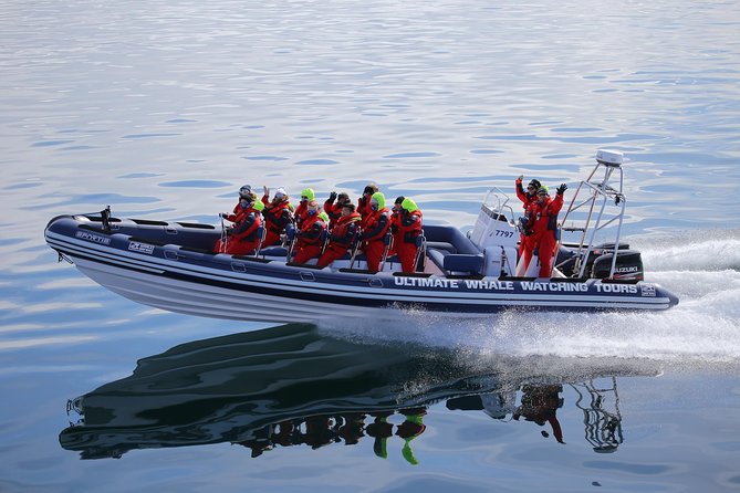 RIB Whale Watching Small-Group Boat Tour from Reykjavik - Why the RIB format changes the experience