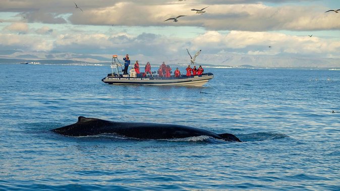 RIB Whale Watching Small-Group Boat Tour from Reykjavik - Warm clothing, suspension seats, and what to wear