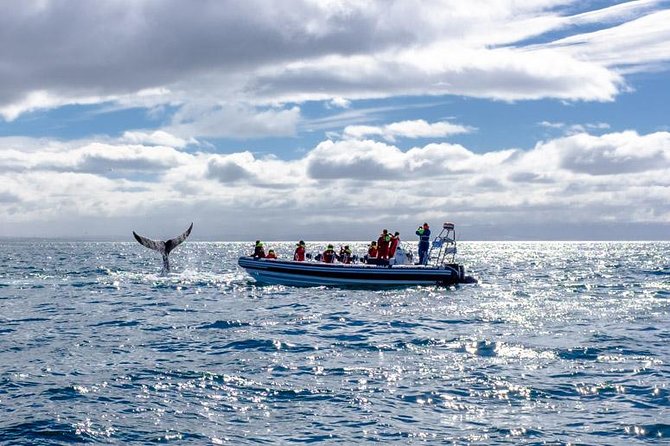 RIB Whale Watching Small-Group Boat Tour from Reykjavik - The return along Reykjavik’s shoreline