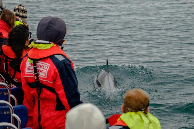 RIB Whale Watching Small-Group Boat Tour from Reykjavik - How to choose your departure day