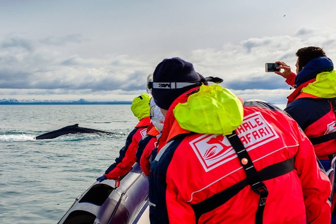 RIB Whale Watching Small-Group Boat Tour from Reykjavik - Akurey and Reykjavik’s puffin islands