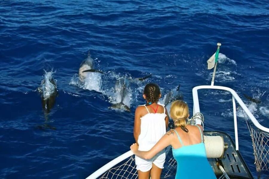 Roseau: Guided Dolphin and Whale Watching Tour With Drinks - Key points to know before you book