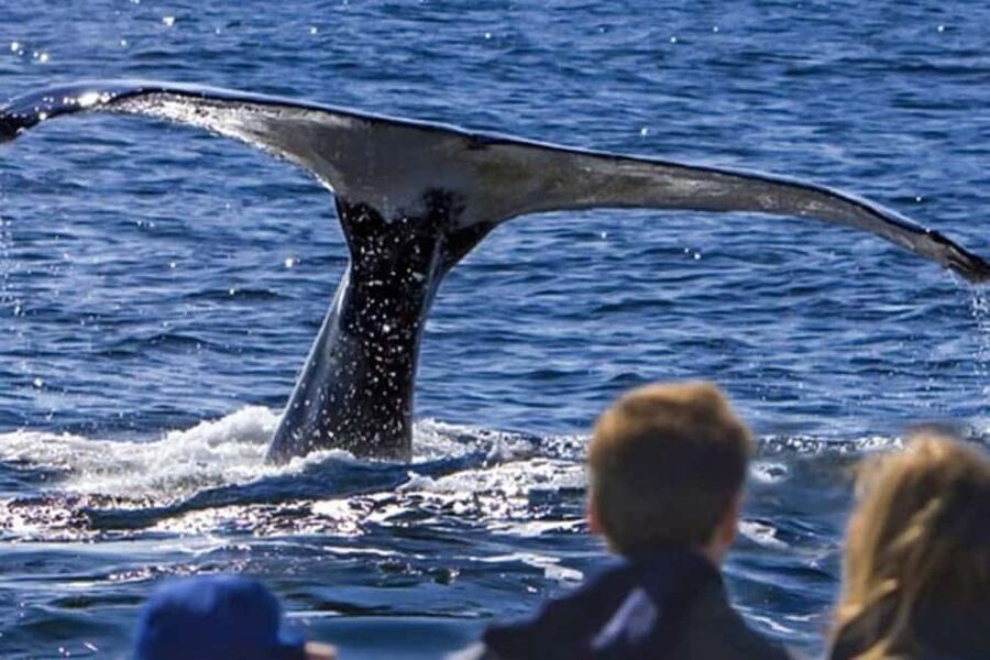 Roseau: Guided Dolphin and Whale Watching Tour With Drinks - Heading out from Roseau and into the sanctuary