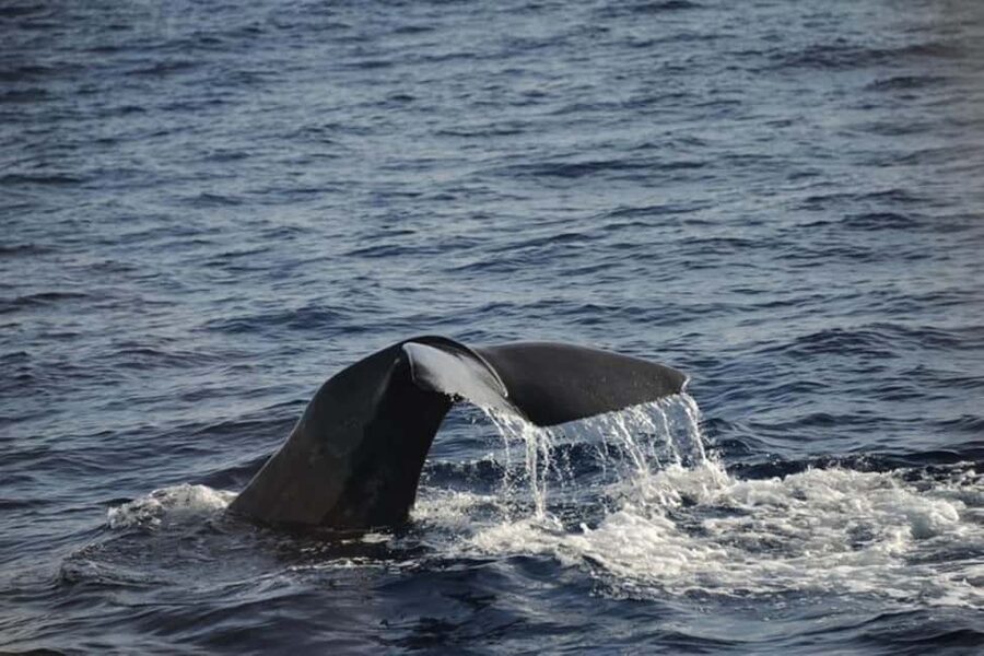 Roseau: Guided Dolphin and Whale Watching Tour With Drinks - Listening to whale songs below the boat