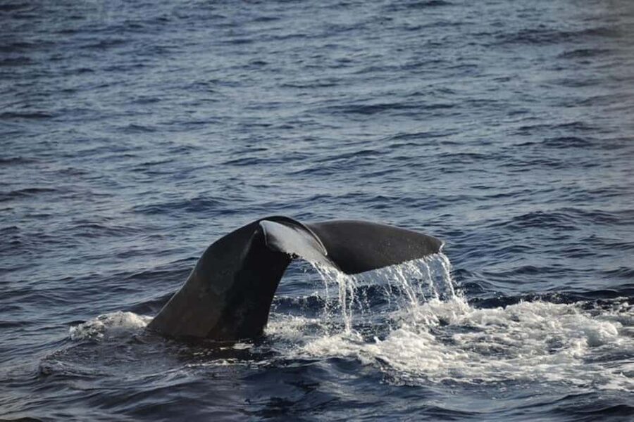Roseau: Guided Dolphin and Whale Watching Tour With Drinks - Timing, shade, and practical preparation
