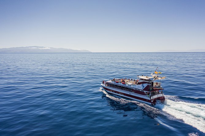 Royal Delfin - 2Hour Sustainable Dolphin & Whale Watching Mini Cruise - The five things to know before you book