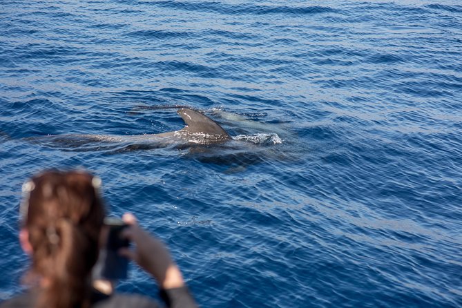 Royal Delfin - 2Hour Sustainable Dolphin & Whale Watching Mini Cruise - Is $36.20 good value?