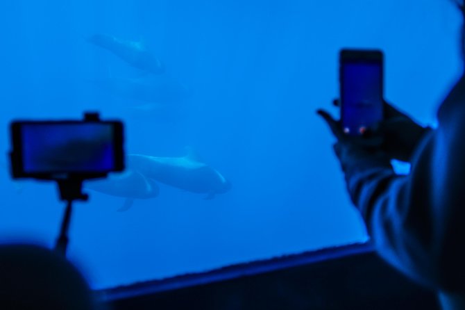 Royal Delfin 3H Dolphin & Whale Watching! Swimming & Lunch! - Searching for dolphins and whales off Tenerife