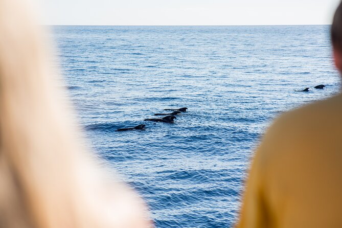 Royal Delfin 3H Dolphin & Whale Watching! Swimming & Lunch! - How crowded will the boat feel?