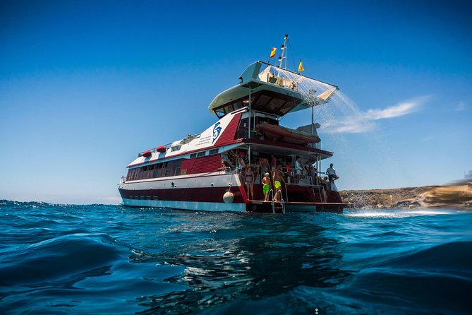 Royal Delfin 3H Dolphin & Whale Watching! Swimming & Lunch! - The Royal Delfin’s underwater viewing windows