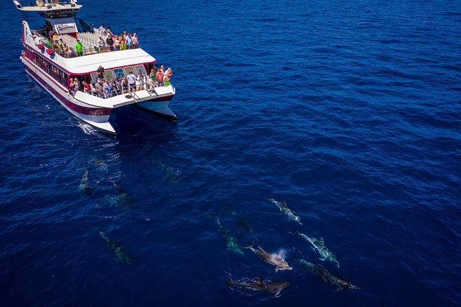 Royal Delfin - 4'5H Dolphin & Whale Watching - Los Gigantes Masca - Lunch & Swim - What lunch and drinks are really like