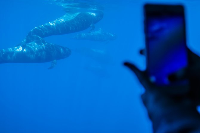 Royal Delfin - 4'5H Dolphin & Whale Watching - Los Gigantes Masca - Lunch & Swim - My verdict on this Tenerife boat trip