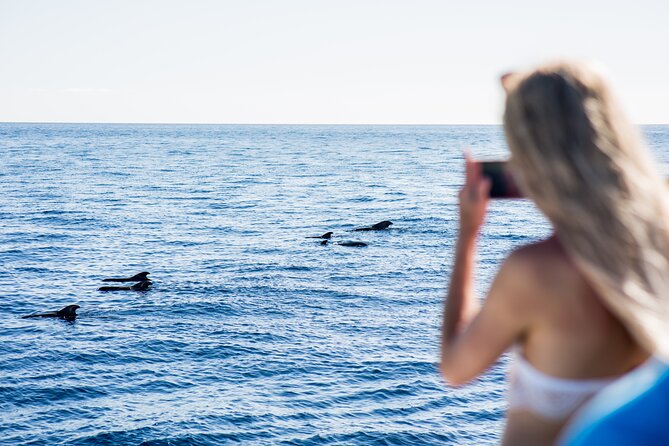Royal Dolphin Whale watching excursion - What the catamaran offers during two hours