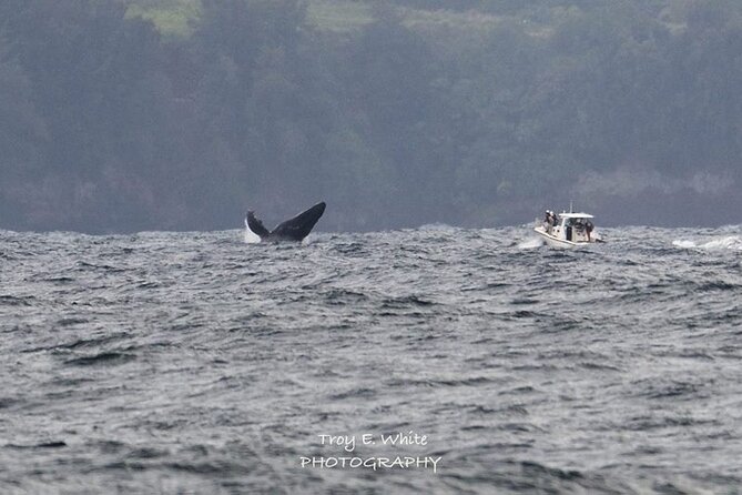 Royal Humpback Whale Exploration - Key points to know before booking