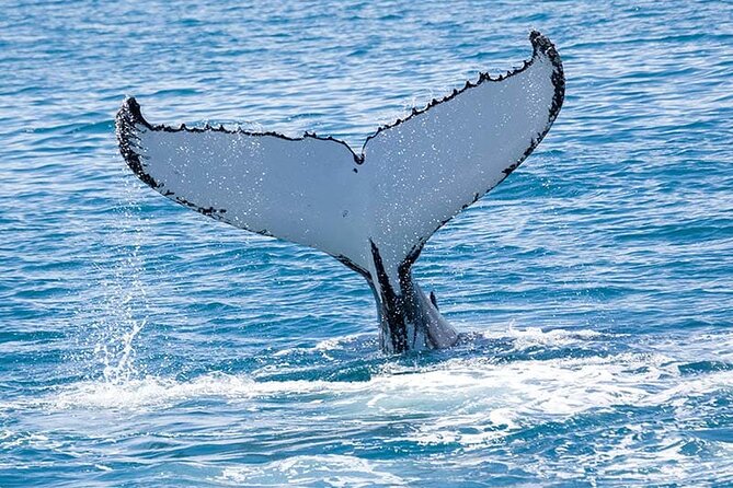 Royal Humpback Whale Exploration - Why this Hilo whale trip is different