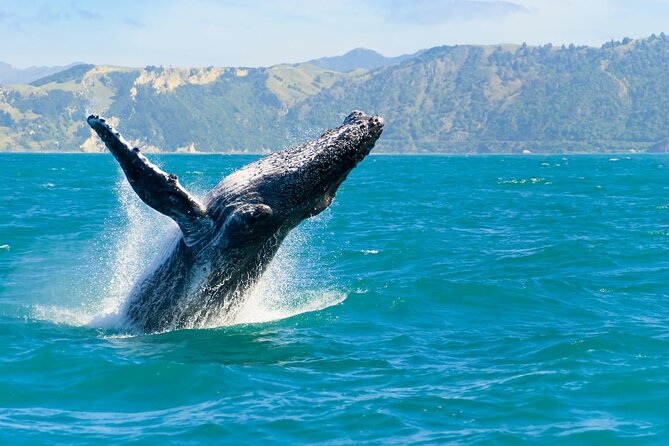 Royal Humpback Whale Exploration - What the 90-minute search feels like
