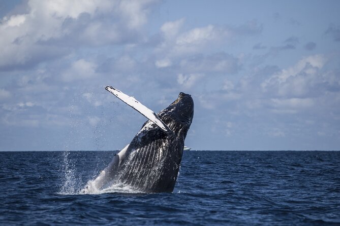 Royal Humpback Whale Exploration - The crew makes the difference