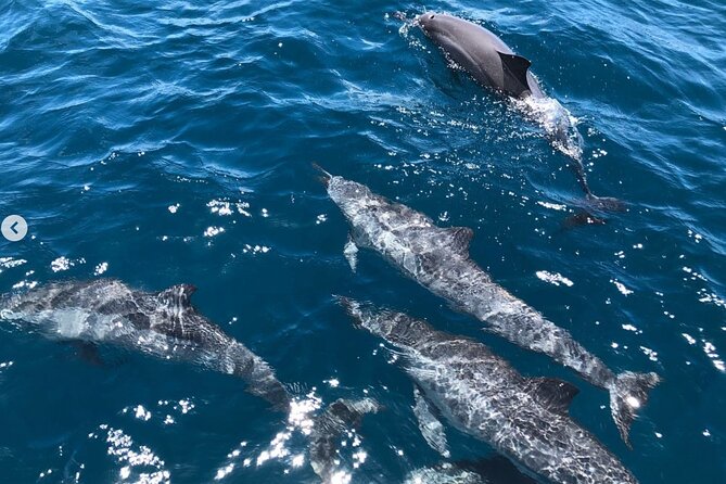 Royal Humpback Whale Exploration - The Whale Song Snorkel Package