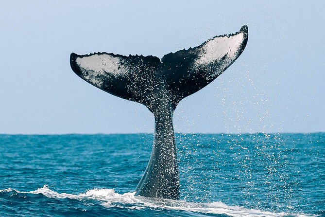 Royal Humpback Whale Exploration - What happens when whales do not appear