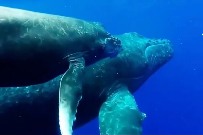 Royal Humpback Whale Exploration - Weather, cancellation, and planning advice