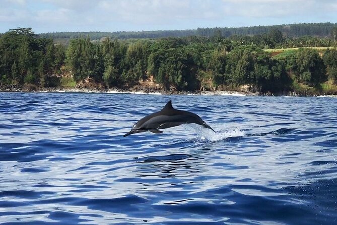 Royal Humpback Whale Exploration - Starting at 1717 Kamehameha Avenue in Hilo