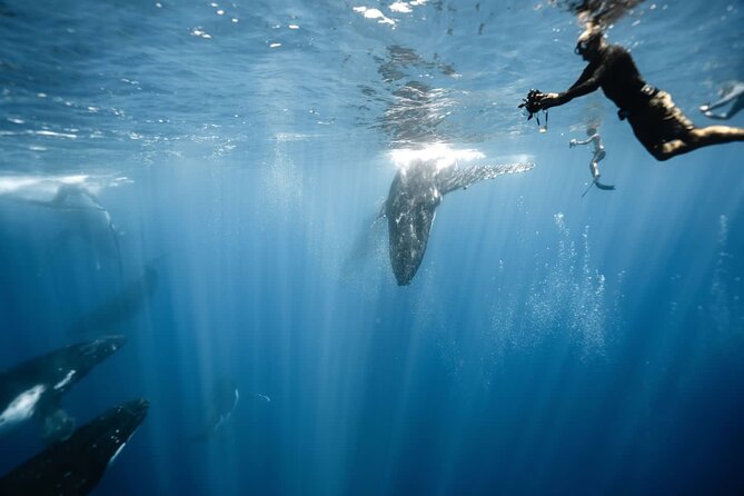 Sacred Experience Swimming with a Whale in Moorea - Key points at a glance