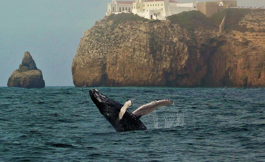 Sagres Wildlife Adventure: Dolphin and Whale Watching Tour - Starting beside Baleeira Beach