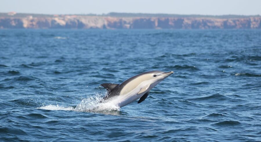 Sagres Wildlife Adventure: Dolphin and Whale Watching Tour - Who will enjoy this most