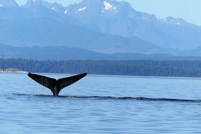 Salish Sea Whale Watching Tour in Campbell River - Local First Nation culture on the water