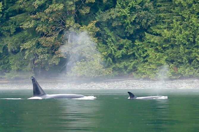 Salish Sea Whale Watching Tour in Campbell River - Beach landings and the value of a small group