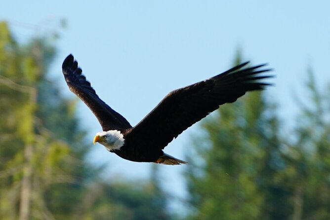 Salish Sea Whale Watching Tour in Campbell River - Is $204.65 a fair price?