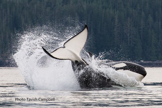 Salish Sea Whale Watching Tour in Campbell River - Searching for orcas, humpbacks, and dolphins